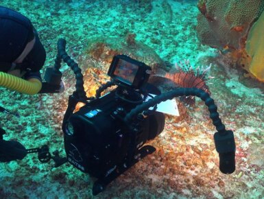 Bigblue dive lights underwater photography