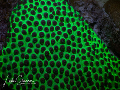 Bigblue dive lights coral reef