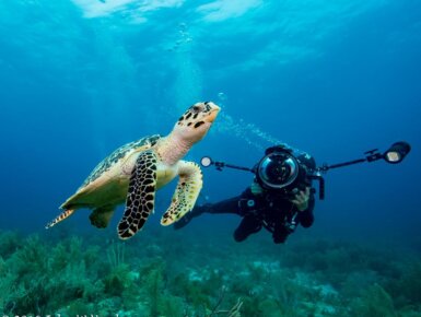 Bigblue dive lights sea turtle and dive lights