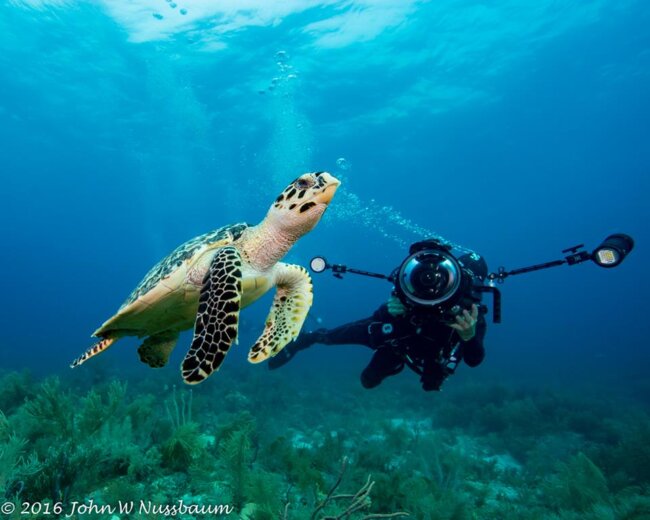 Bigblue dive lights sea turtle and dive lights