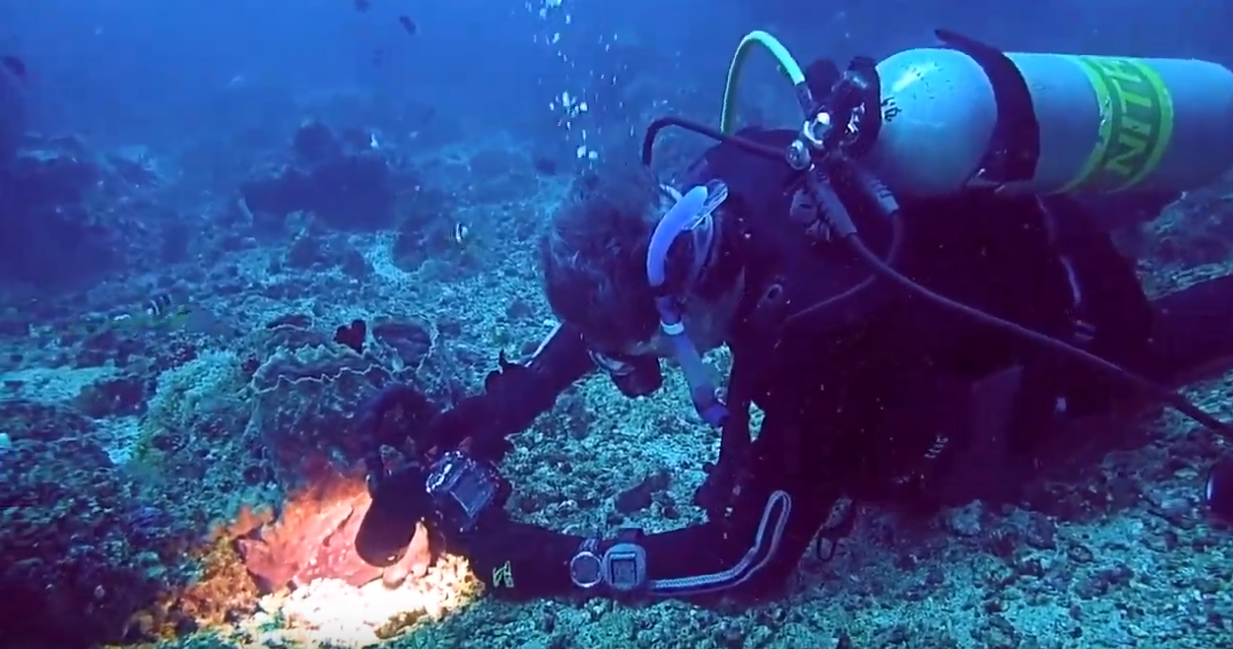 bigblue dive lights vl15000 macro video